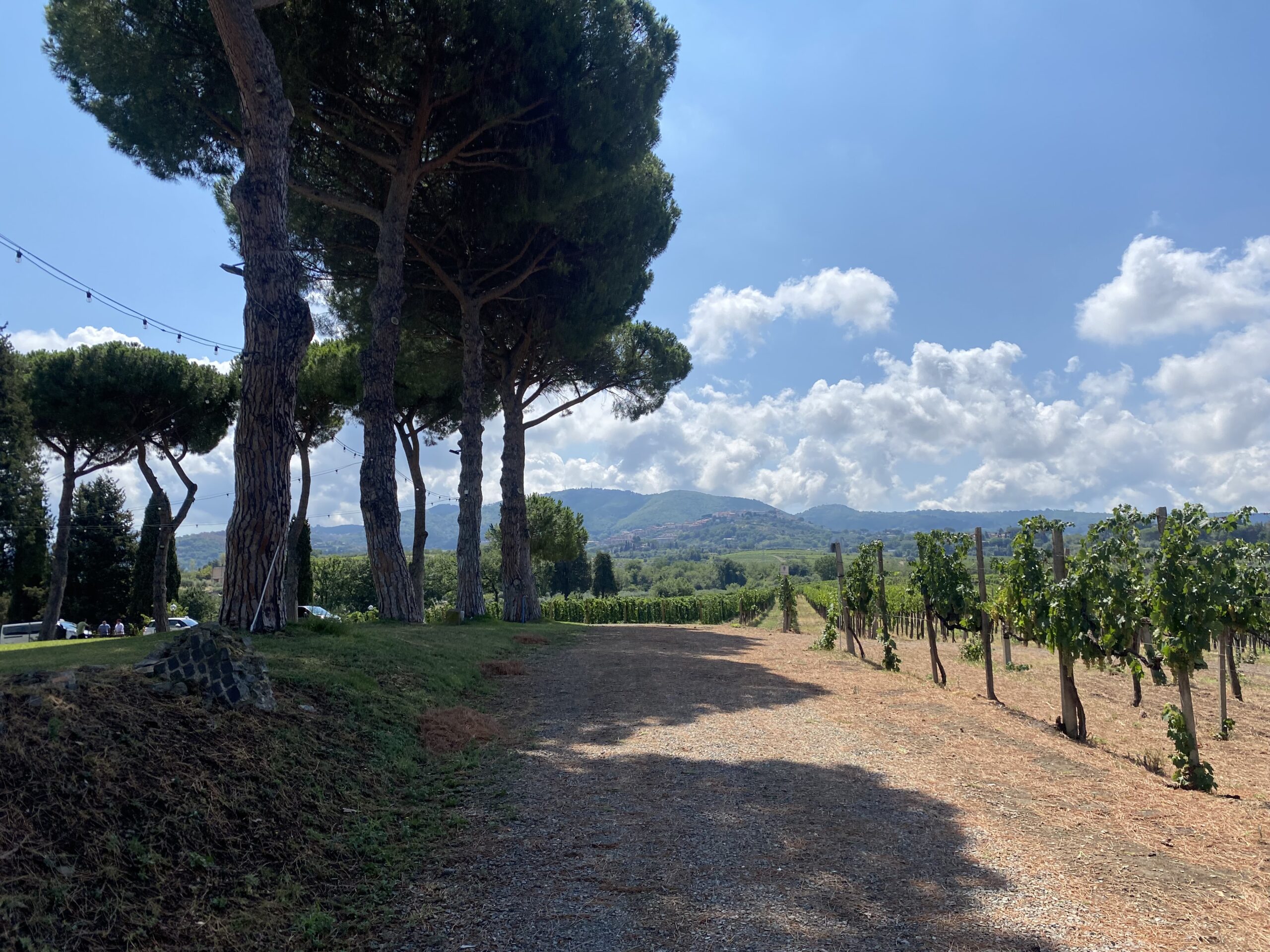 Old Frascati vineyards